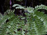 K Fern Canyon 008